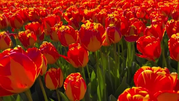 阳光明媚的日子里，一片橙红色的郁金香，克肯霍夫花园，荷兰丽萨花园。国王快乐日. — 图库视频影像