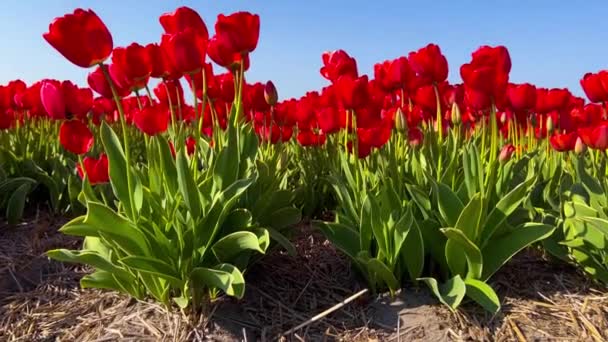 Campo de tulipanes rojos en el día soleado Keukenhof jardín de flores Lisse Países Bajos. Feliz día de reyes. — Vídeo de stock