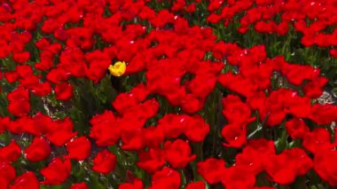Güneşli bir günde kırmızı lalelerin tarlası Keukenhof çiçek bahçesi Lisse Hollanda. Mutlu krallar günü. 