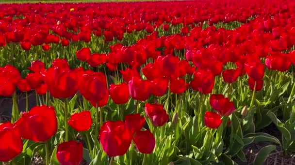 Pole červených tulipánů za slunečného dne Keukenhof květinová zahrada Lisse Nizozemsko. Šťastný den králů. — Stock video