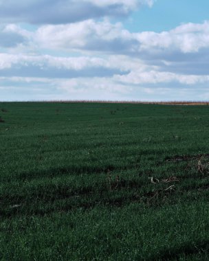 Steppe, yeşil tarla, mavi gökyüzü, sonbahar günü