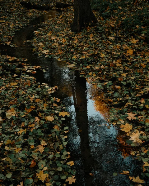 Yapraklar Dere Sonbahar Ormanı Ağaç Yansıması — Stok fotoğraf