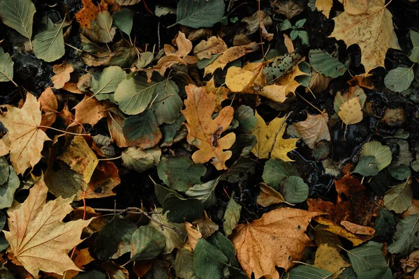 Pozadí Podzimního Listí Lese — Stock fotografie zdarma