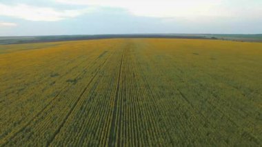 Sarı bir ayçiçeği tarlasında uçarken