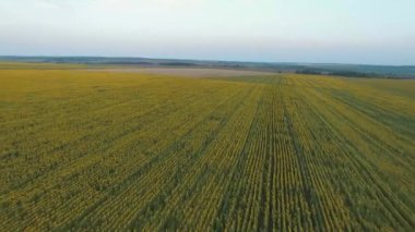 Sarı bir ayçiçeği tarlasında uçarken