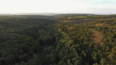 Gün batımında ormanın üzerinde uçmak