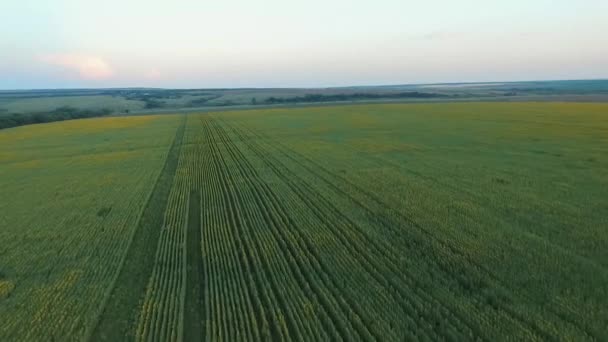 Sobrevolando Campo Verde Girasoles — Vídeo de stock