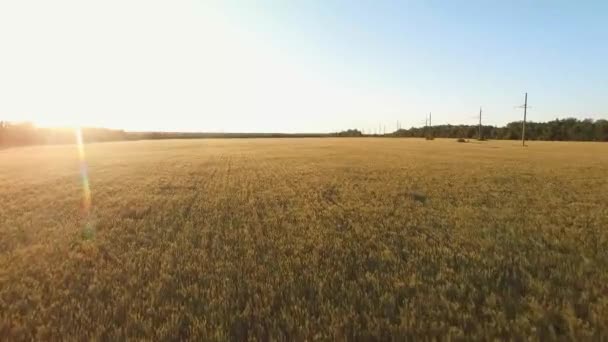 Bei Sonnenuntergang Über Einem Weizenfeld Fliegen — Stockvideo