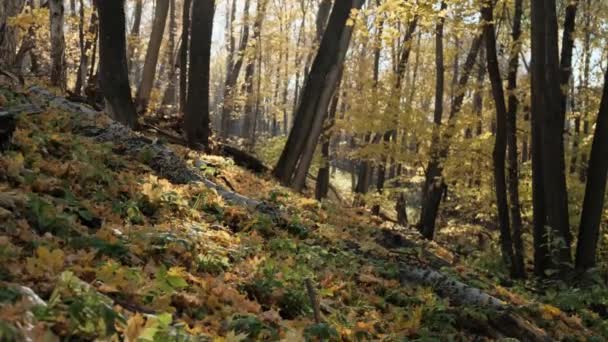 Прекрасний Осінній Ліс — стокове відео