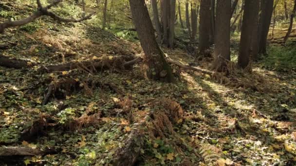 Sonbahar Ormanında Eğrelti Otları — Stok video