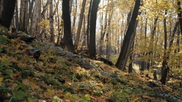 Märchenhaft Schöner Herbstwald — Stockvideo