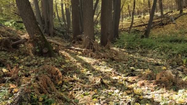 Eingeschlafene Farne Herbstlichen Wildwald — Stockvideo