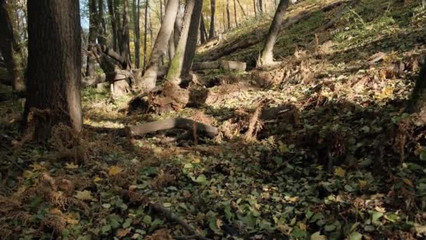 Farne Herbstlichen Wilden Wald — Stockvideo