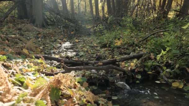 Blick Auf Den Bach Herbstwald Einem Sonnigen Tag — Stockvideo