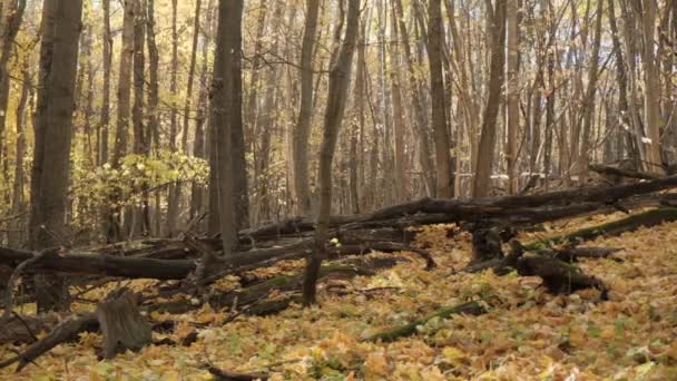 Wind Blows Forest Autumn Leaf Fall Begins — Stockvideo