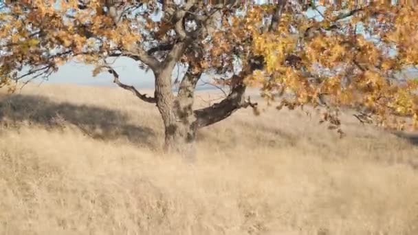 Samotny Dąb Wzgórzu Wiejącym Przez Wiatr — Wideo stockowe