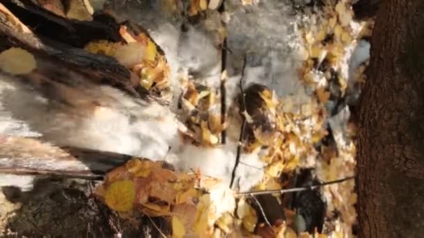 Sonbahar Ormanında Kefenli Sarı Yaprakların Altında Bir Akarsu — Stok video