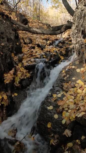 Vodopád Lese Zahalený Podzimním Listí — Stock video