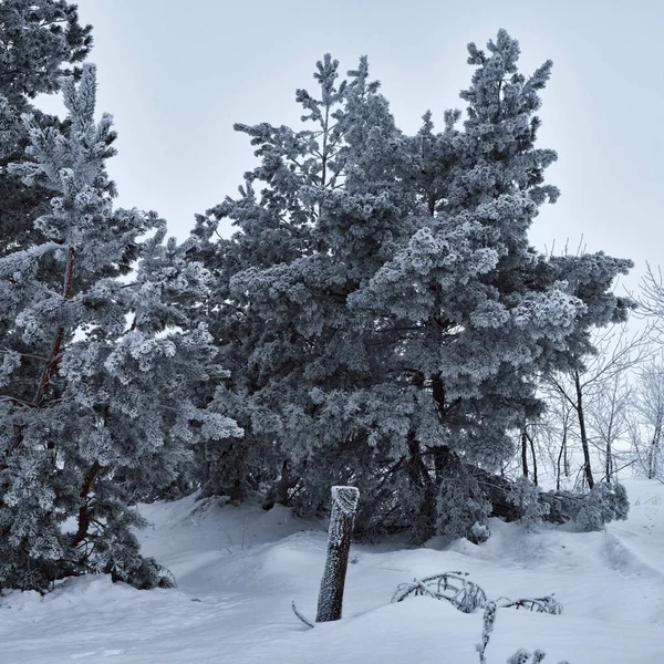 Панорама Рождественских Елок Покрытых Морозом Снегу — стоковое фото
