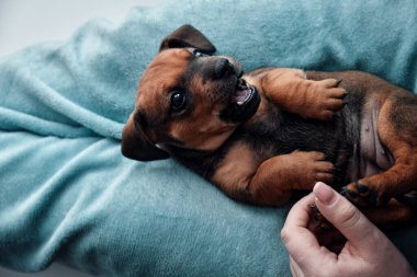 Küçük, sevimli, evcil bir dachshund bir insanın ayaklarının üzerinde yatar.