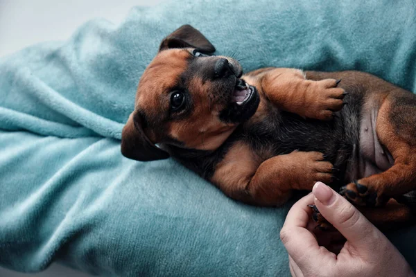 Pequeño Lindo Salchicha Doméstica Está Acostado Los Pies Una Persona — Foto de Stock