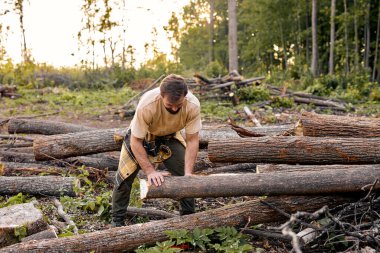 Başka bir yere kütük taşıyan kaslı yakışıklı adam, işine odaklanmış.