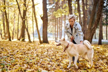 Cazibeli beyaz kadın sonbahar havasında ormanda Akia Inu köpeğiyle yürüyor.