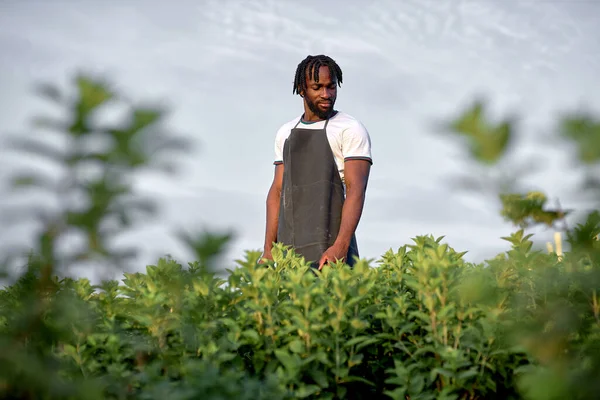 Homem que trabalha na quinta de vegetais orgânicos. preto jovem masculino no jardim, em uniforme — Fotografia de Stock
