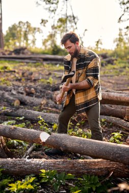 Profesyonel güçlü oduncu bıçkıhanede çalışıyor ve büyük ağacı balta ile kesiyor..