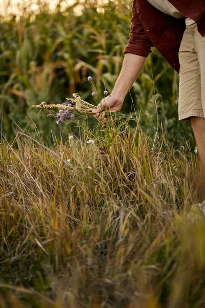 Manos masculinas recortadas tomando flores silvestres del campo, manos de cerca —  Fotos de Stock