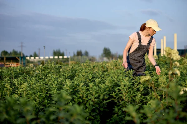女性はゆっくり植物を検査します。快適な農学者は収穫有機野菜を監視します. — ストック写真