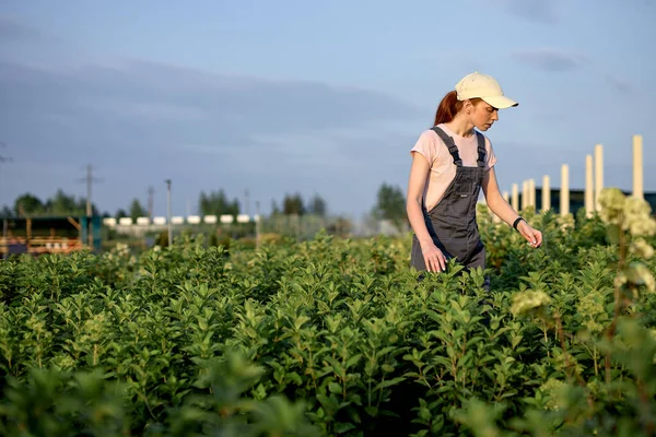 女性はゆっくり植物を調べる。若い農学者は収穫有機野菜を監視します. — ストック写真