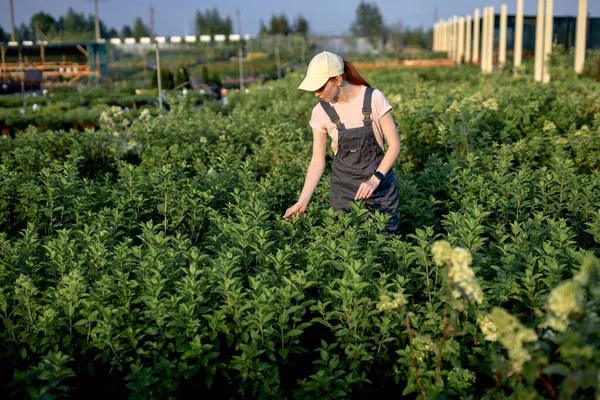 Joven agricultora en cosecha uniforme en huerta hidropónica —  Fotos de Stock