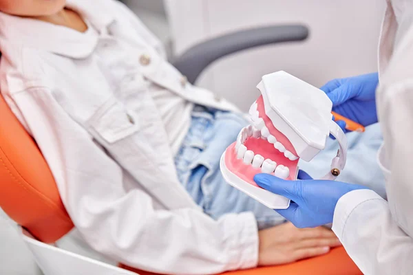 Молодий професійний ортодонт тримає зубну щелепу людини в руках, пояснюючи — стокове фото