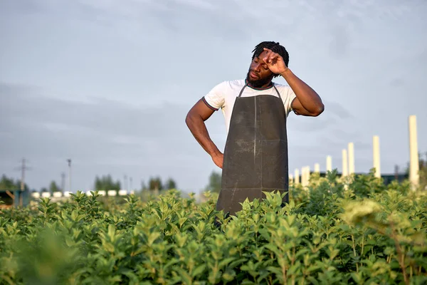 Negro macho cansado trabajo en invernadero de pie rodeado de plantas verdes —  Fotos de Stock