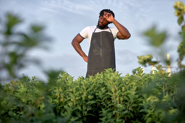 Negro hombre cansado trabajando en invernadero de pie rodeado de plantas verdes —  Fotos de Stock