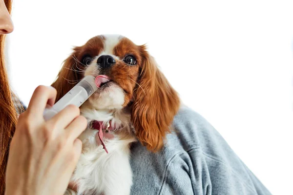 切り取られたメスの餌を注射器でかわいいスパニエルの犬の子犬に — ストック写真