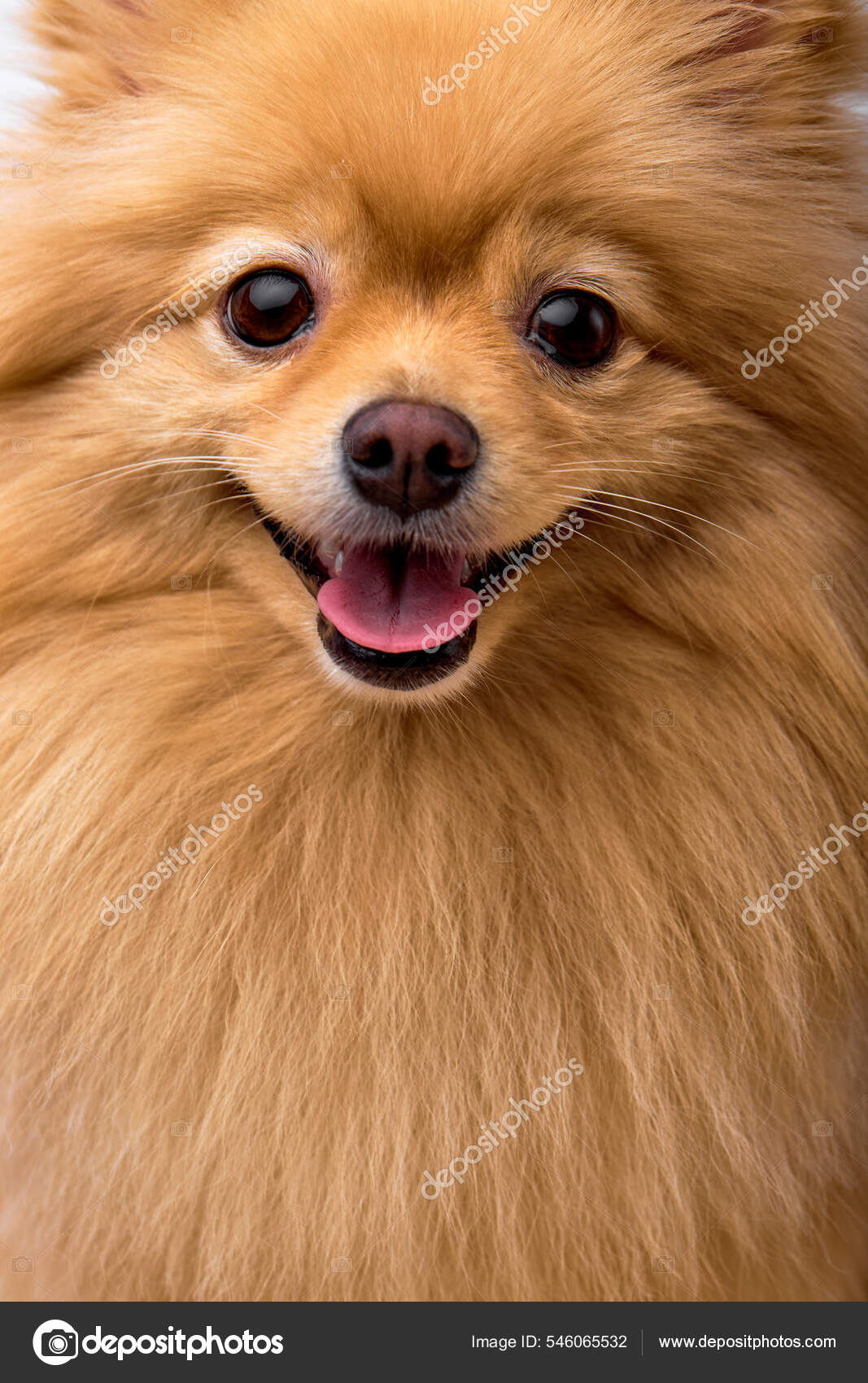 Etalon Spitz allemand Uno choco Des Câlins Dorés, image size:1067x1700