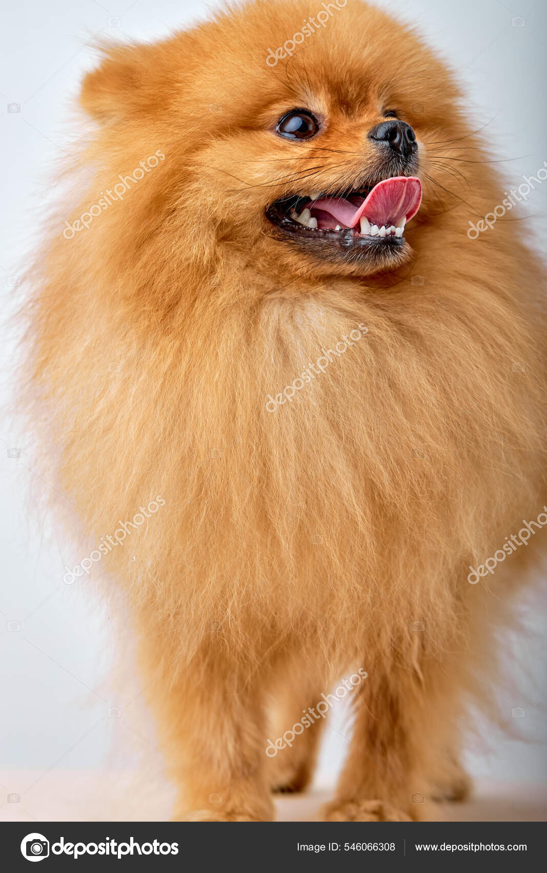 Little hotsell spitz dog