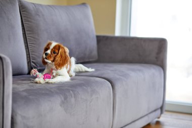 Şövalye Kral Charles Spaniel evdeki kanepede oturuyor.