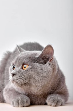 Korkak, gri evcil kedi sessizce oturur, tek başına, kopyalama alanına bakar. portre yakın plan