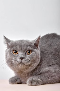 Ciddi bir İngiliz gri kedisi yalan söylüyor. Soyut beyaz arkaplanda izole edilmiş.