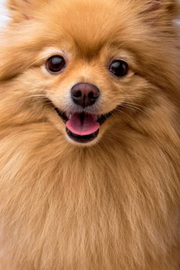 Beyaz izole bir arka planda oturan sevimli tüylü köpek pomeranian tükürüğü.