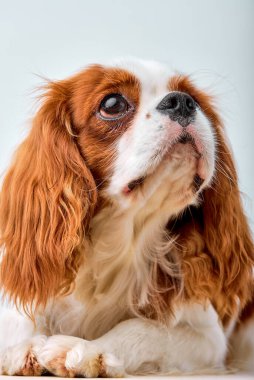 İtaatkar Kral Charles Spaniel poz veriyor, 1 yaşında, beyaz arka planda soyutlanmış.