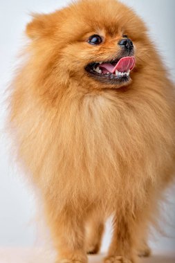 Minyatür küçük Pomerenian tükürük köpeği. Meraklı Pomeranya kırmızı renkli köpek izole edilmiş.