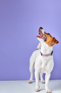Güzel Jack Russell Terrier köpeği mor stüdyo arka planında izole edilmiş, kopyalama alanı