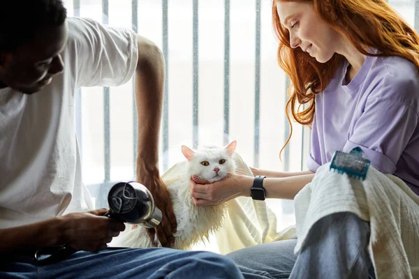 Purebred cat with white fur, owners couple drying hair after washing bath — Stock Photo, Image