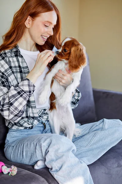 Κοκκινομάλλα καυκάσια γυναίκα βούρτσισμα χαριτωμένο κοντά μαλλιά σκυλί στο σπίτι, κάθεται στον καναπέ — Φωτογραφία Αρχείου