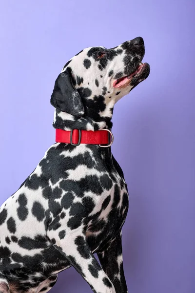 Ritratto di adorabile cane dalmata che guarda a lato su sfondo viola studio — Foto Stock