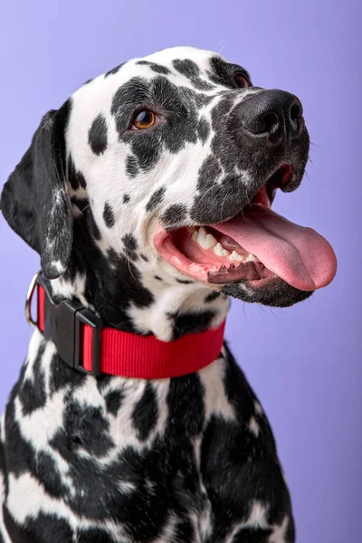 Dalmatian dog looking curious isolated over purple background with space for copy — Stock Photo, Image